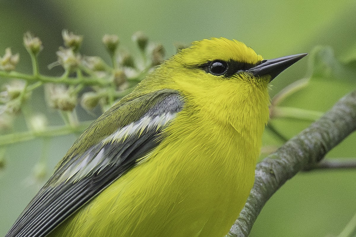 Blue-winged Warbler - Jerome Jourdan