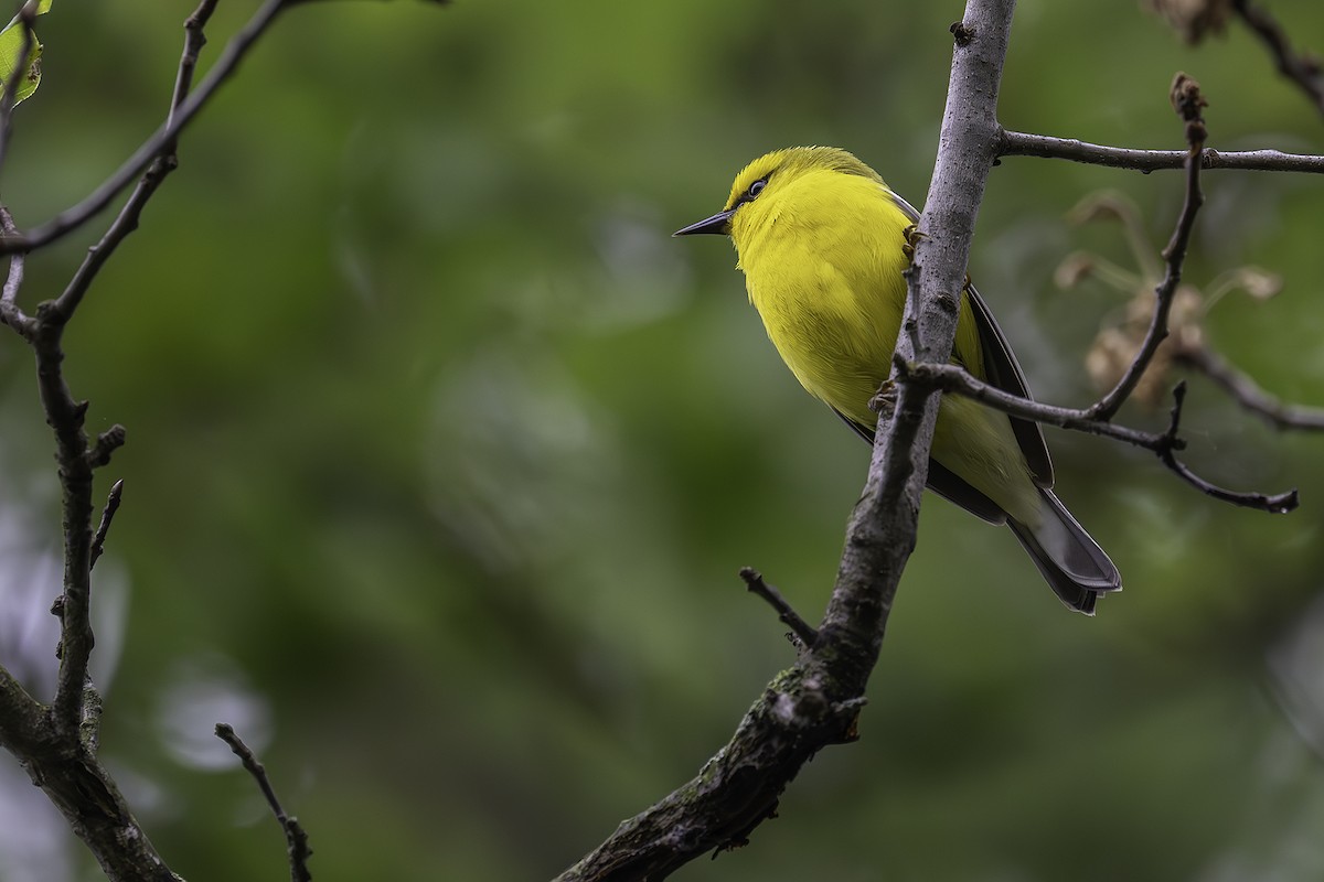 Blue-winged Warbler - Jerome Jourdan