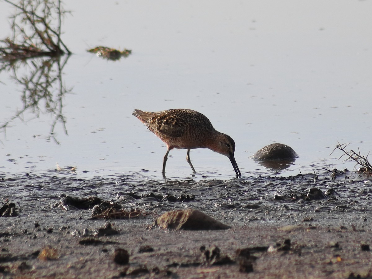 Long-billed Dowitcher - Adrian Gonzalez