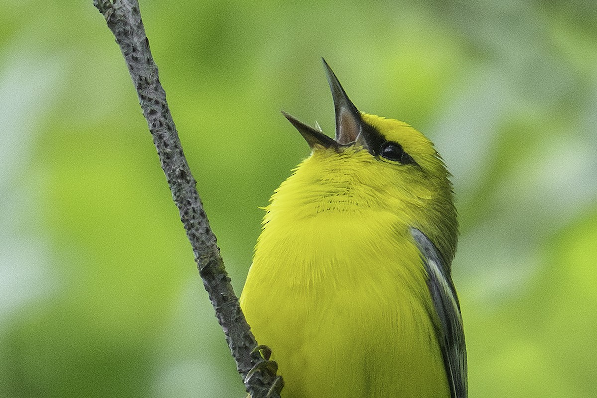 Blue-winged Warbler - Jerome Jourdan