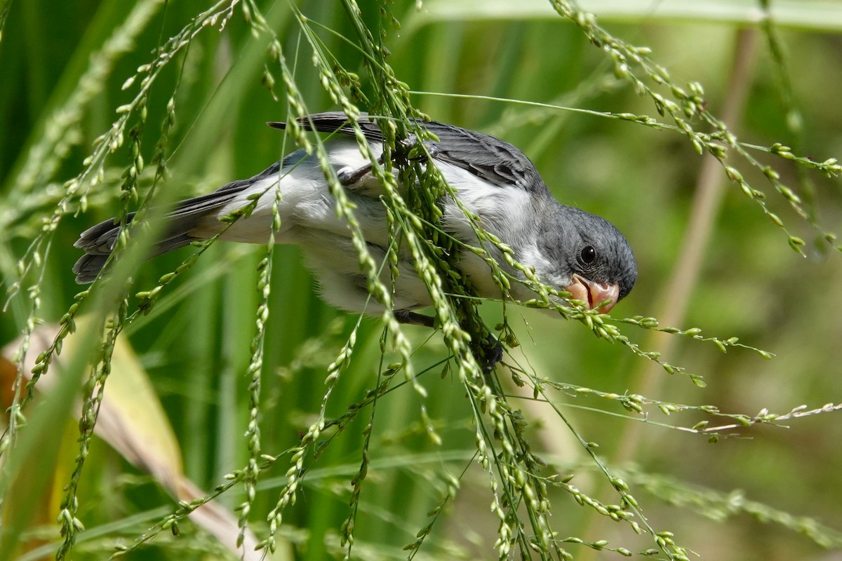 White-bellied Seedeater - Vincent Rufray