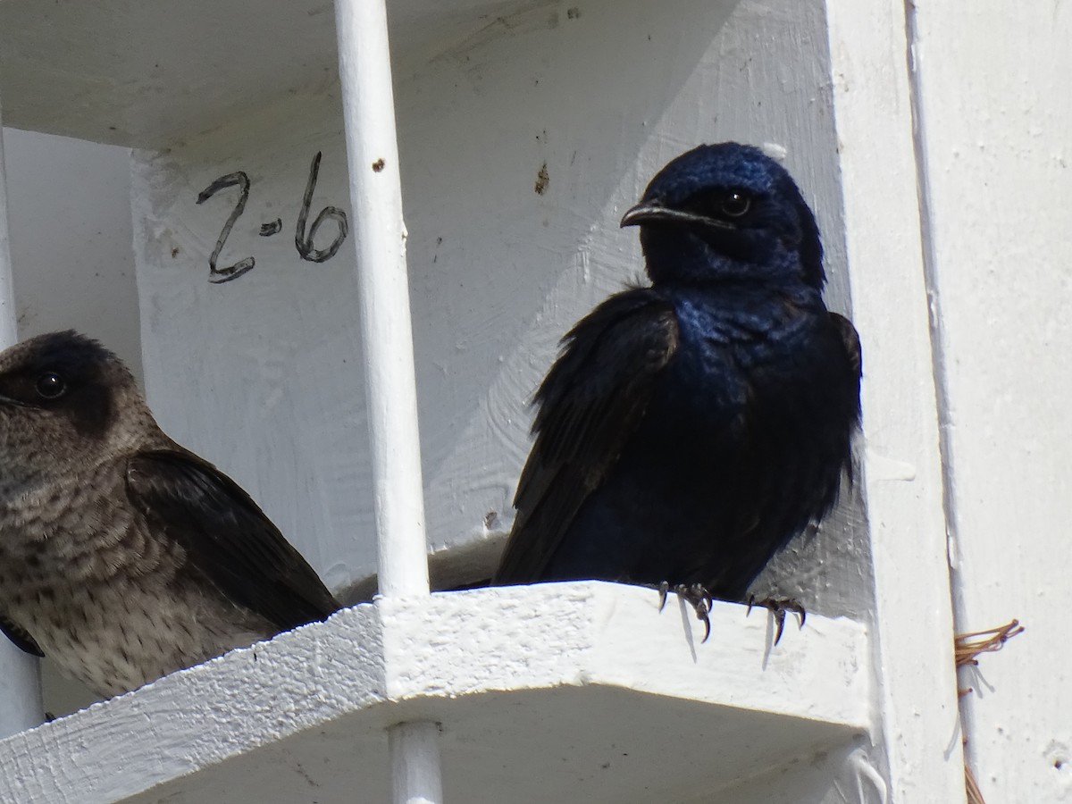 Purple Martin - ML619147203