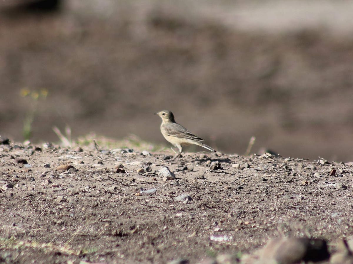 American Pipit - Adrian Gonzalez