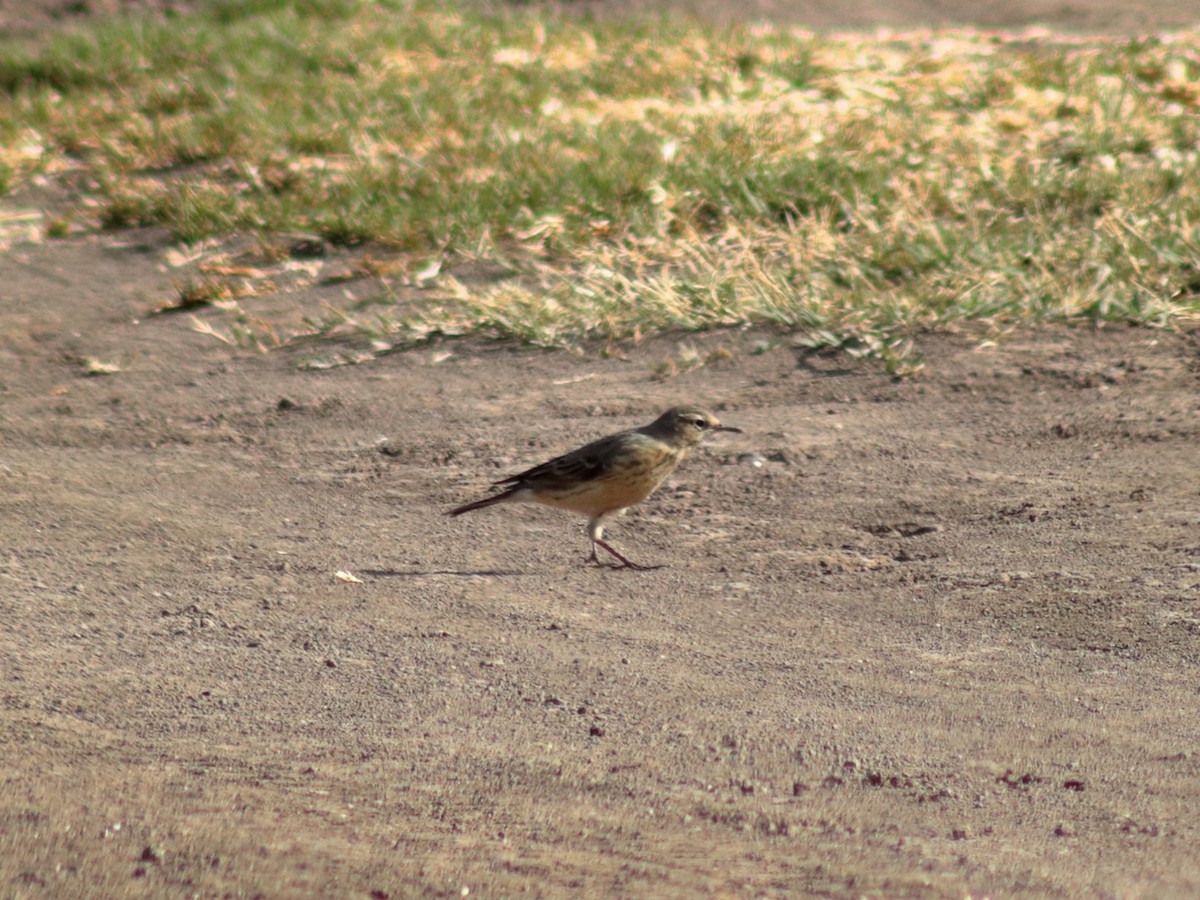 Pipit d'Amérique - ML619147220