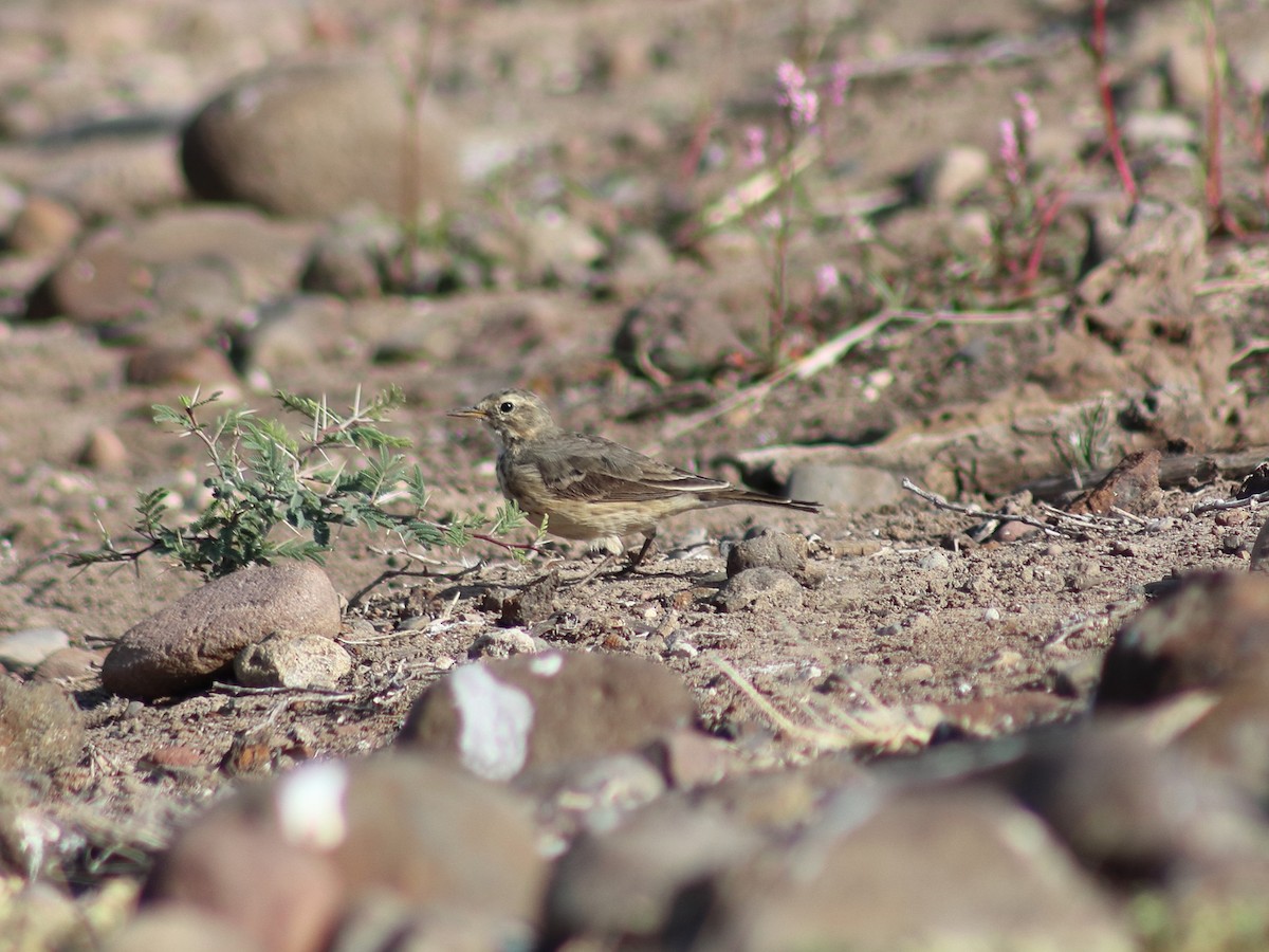 American Pipit - Adrian Gonzalez