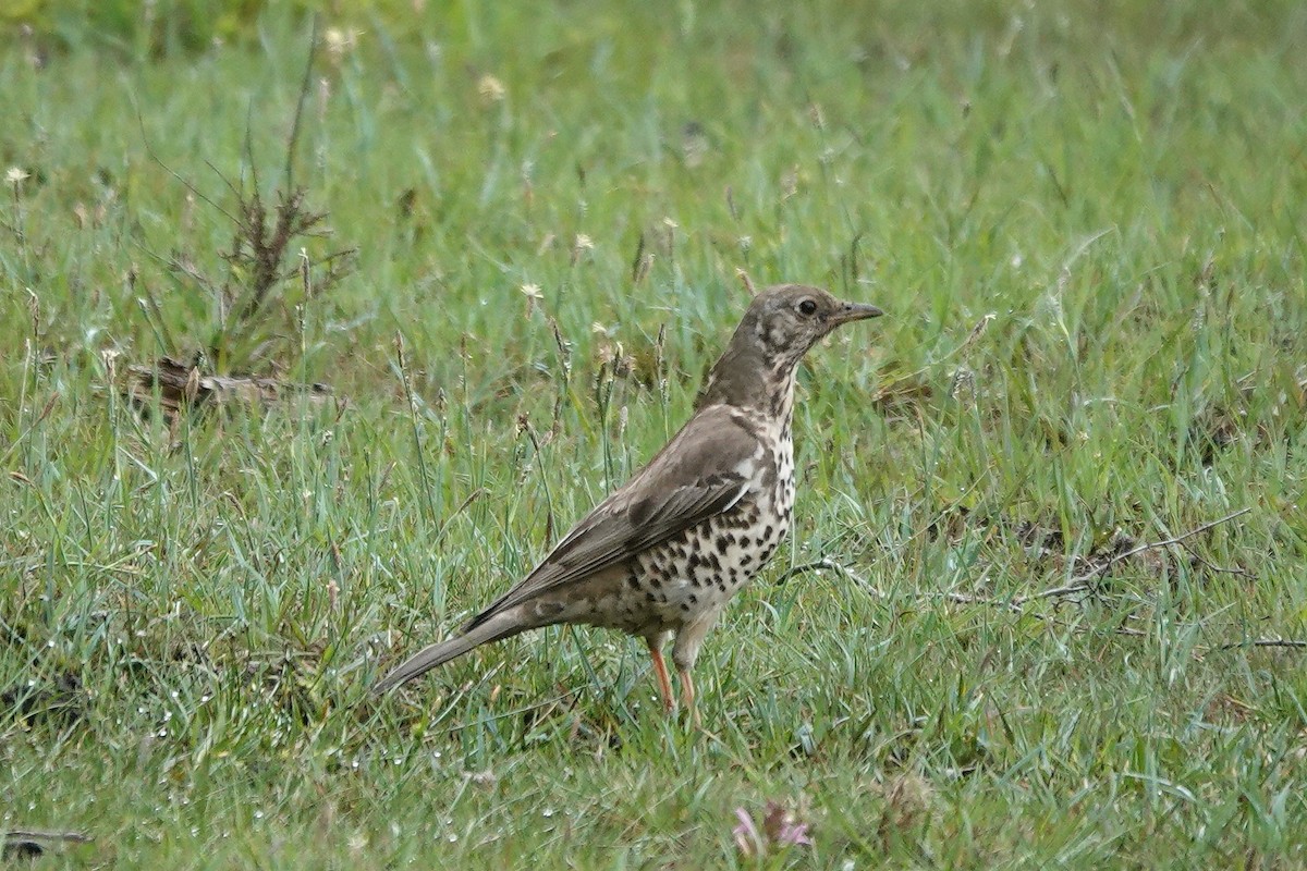Mistle Thrush - Roly Pitts
