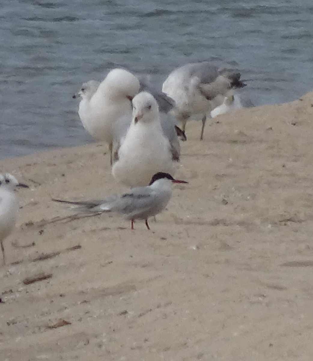 Common Tern - ML619147279