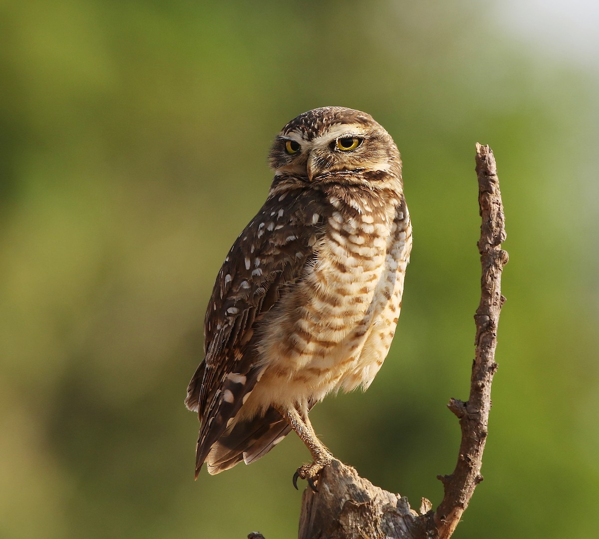 Burrowing Owl - Richard Greenhalgh