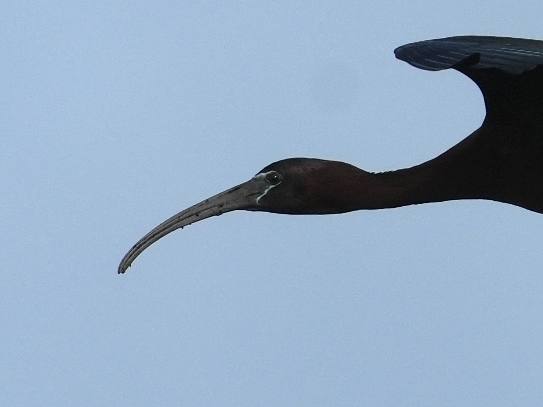 Glossy Ibis - ML619147281