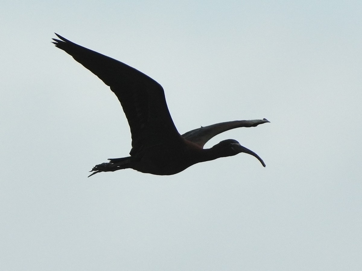 Glossy Ibis - ML619147282