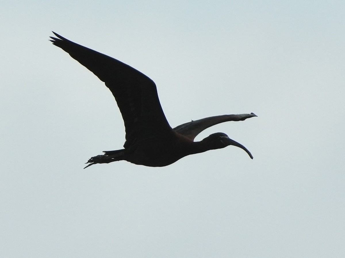 Glossy Ibis - Tami Reece