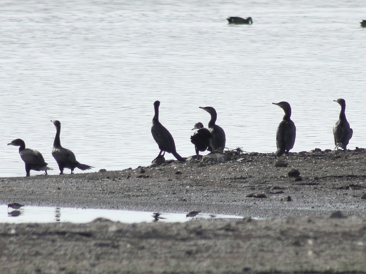 Neotropic Cormorant - Adrian Gonzalez