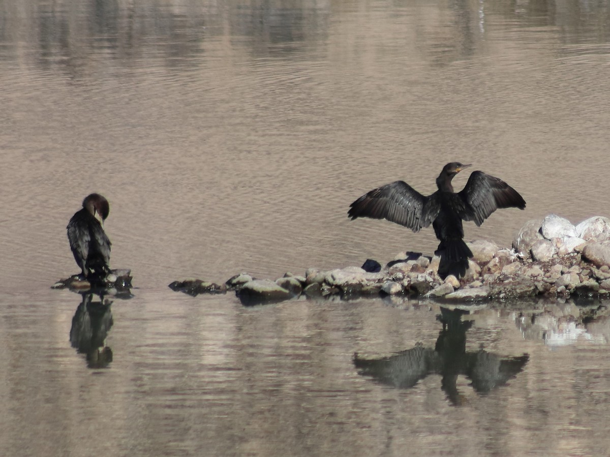 Neotropic Cormorant - Adrian Gonzalez