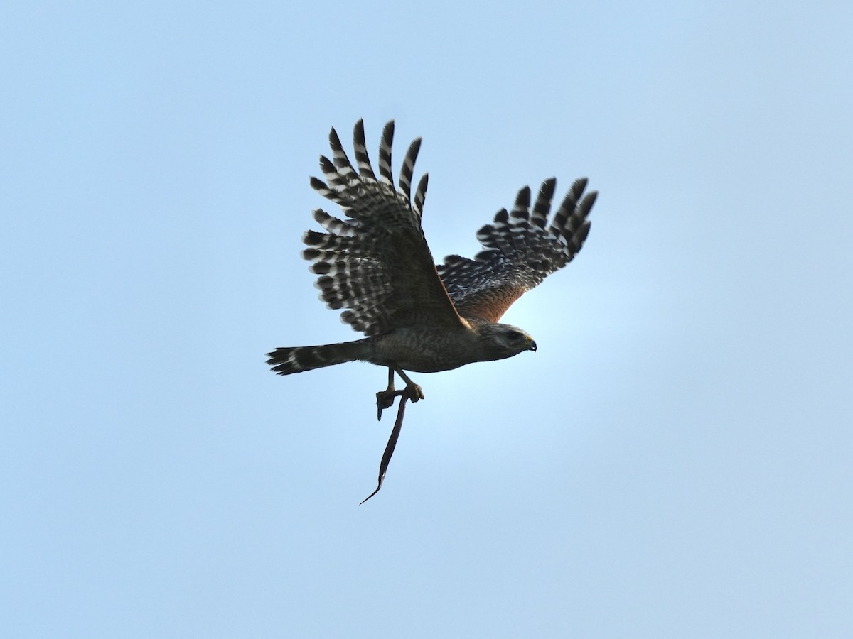 Red-shouldered Hawk - ML619147311