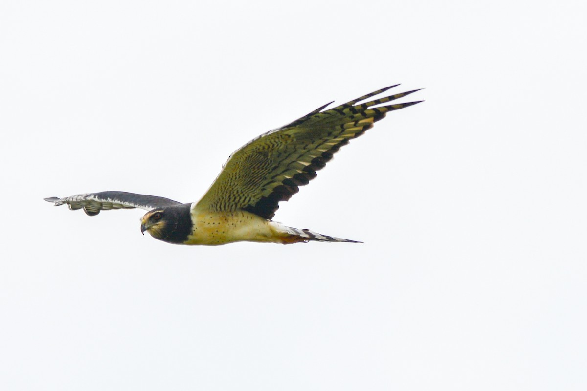 Long-winged Harrier - Paulo Meirelles