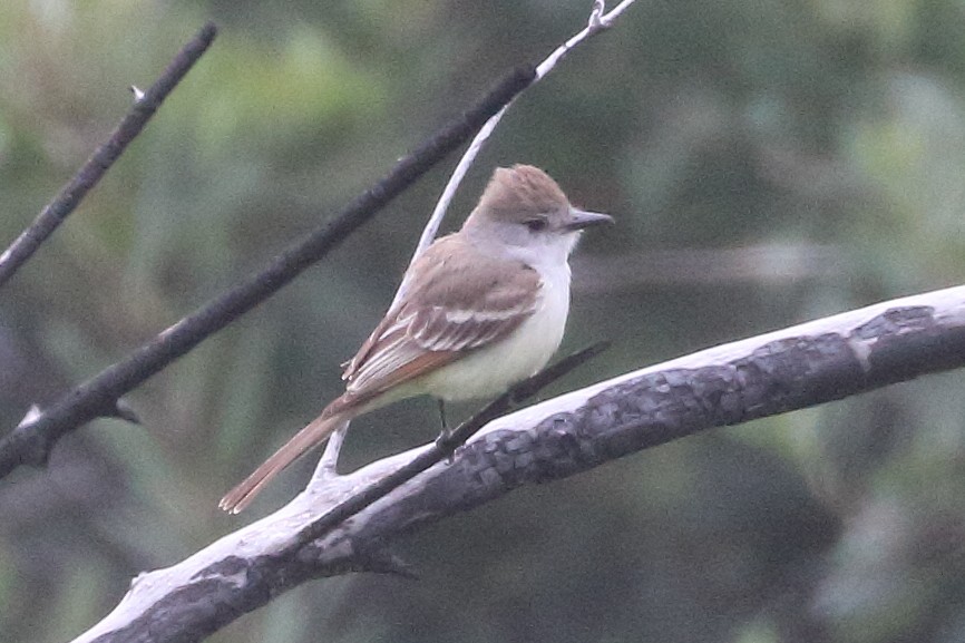 Ash-throated Flycatcher - Jeffrey Fenwick