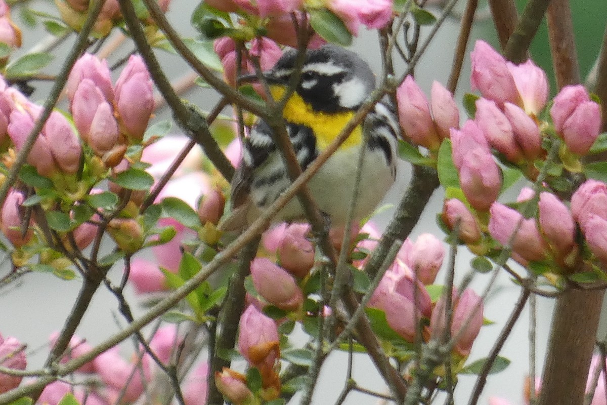 Yellow-throated Warbler - Anonymous