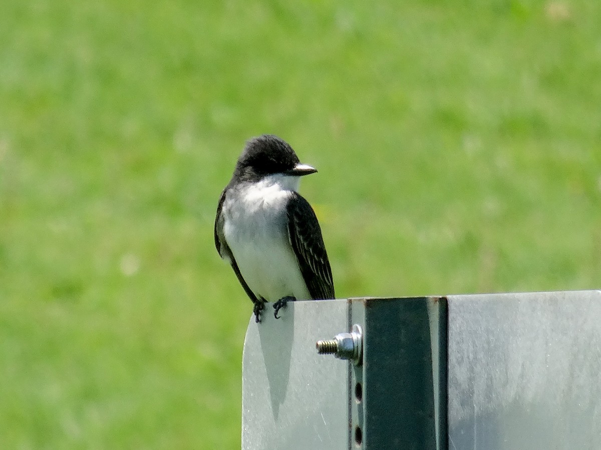 Eastern Kingbird - John Tollefson