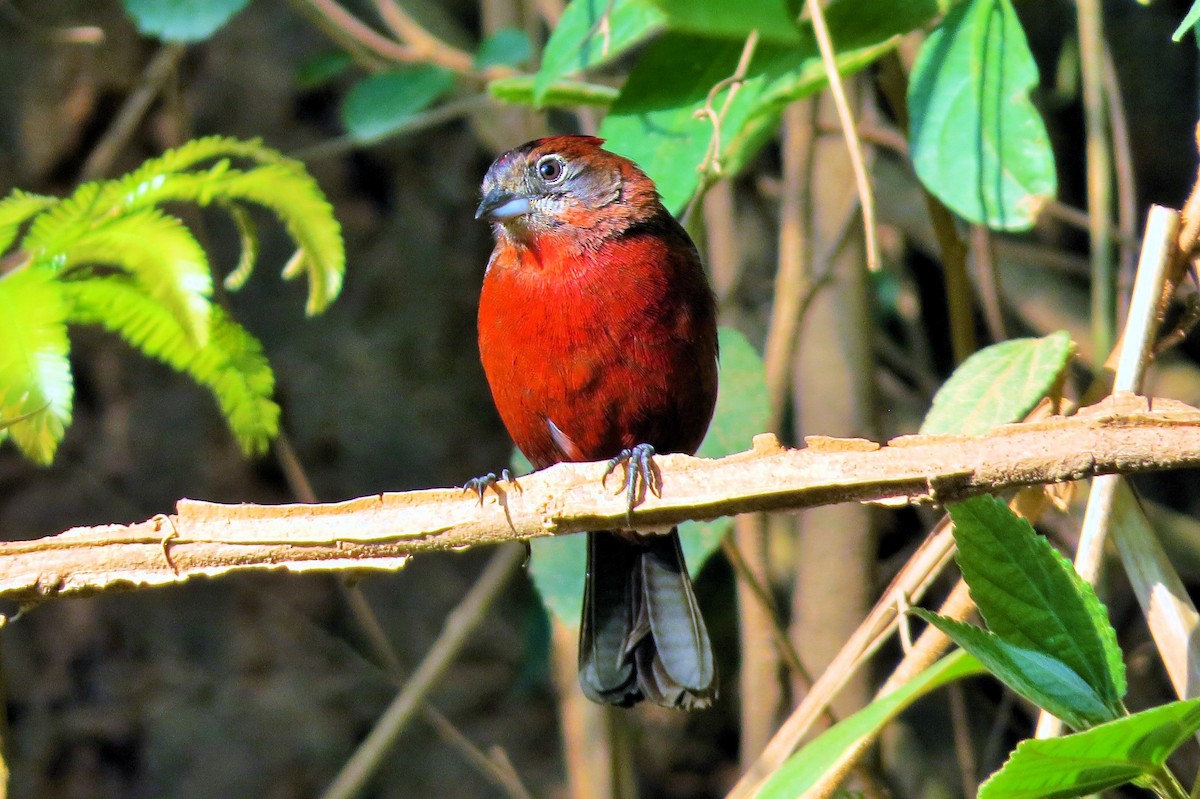 Red-crested Finch - ML619147344