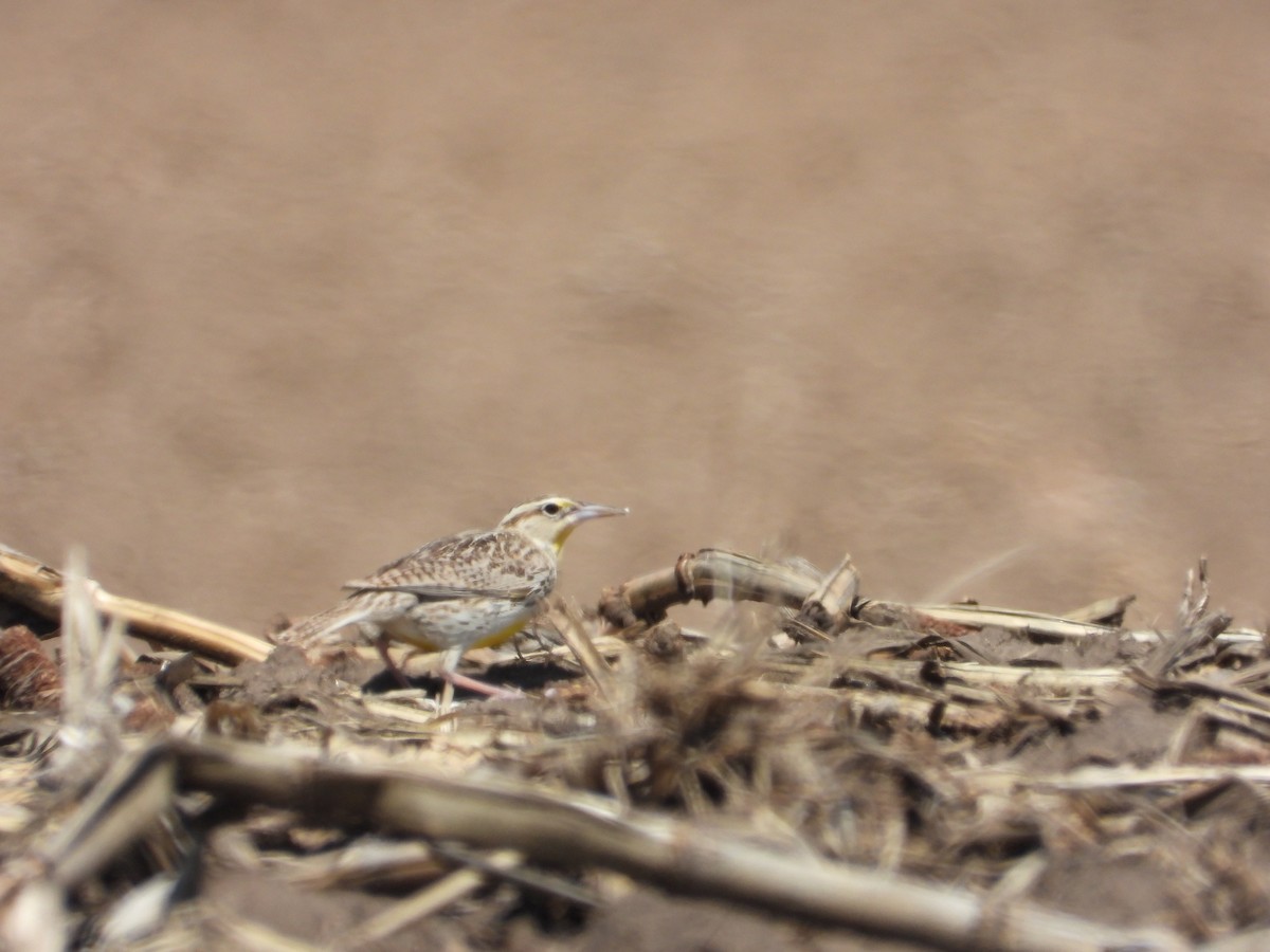 Western Meadowlark - Daniel Raleigh