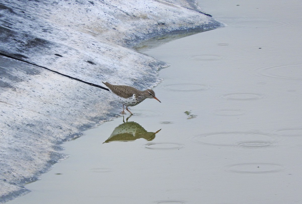 Spotted Sandpiper - Mary Brown