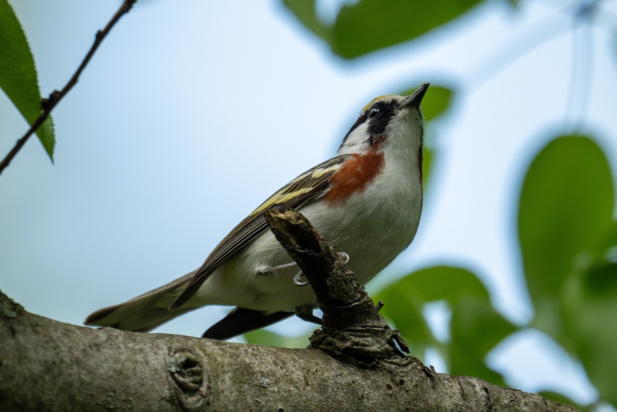 Chestnut-sided Warbler - Hannes Breuninger