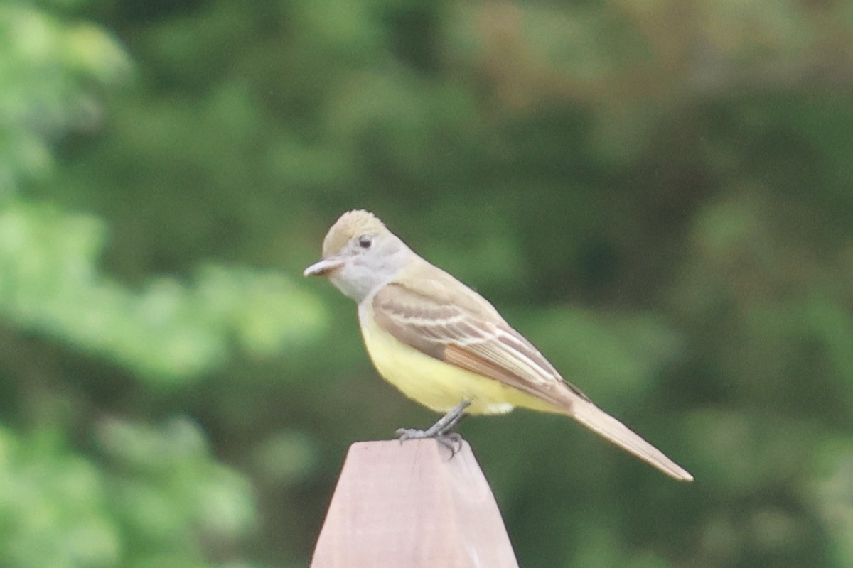 Great Crested Flycatcher - ML619147416