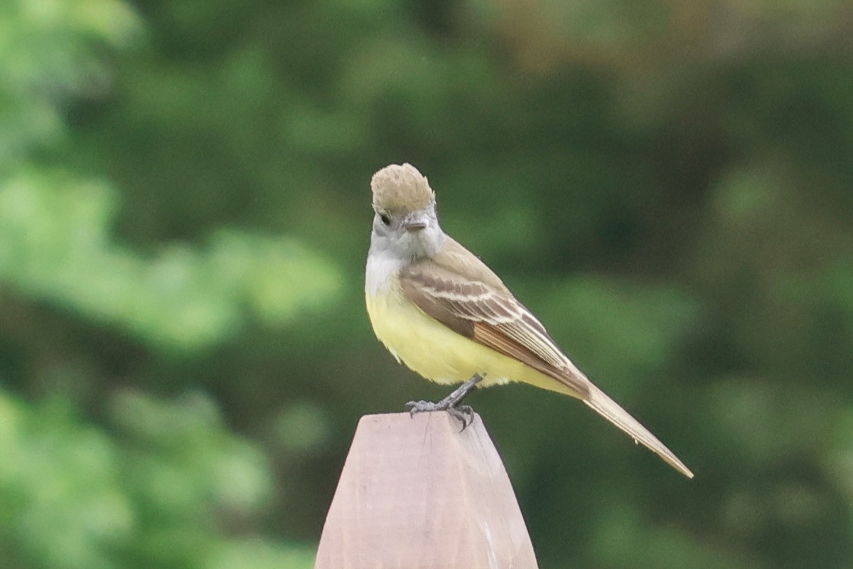 Great Crested Flycatcher - Daniel Morton