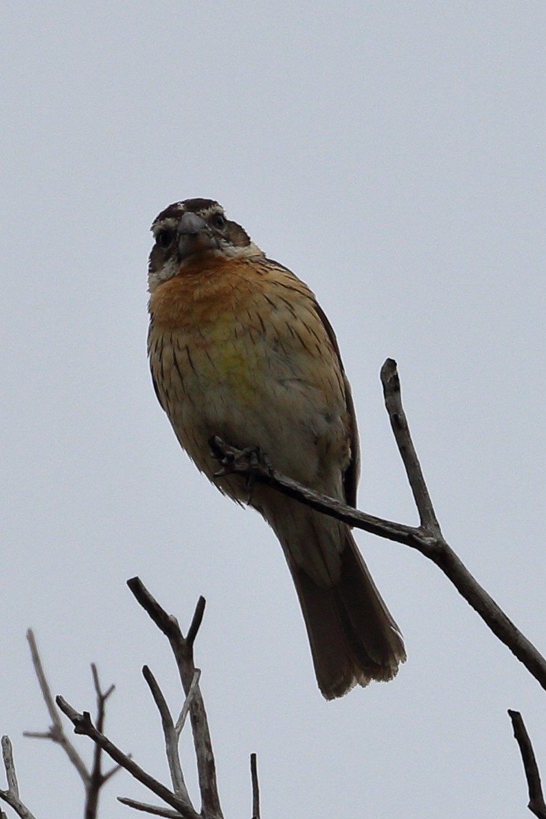 Black-headed Grosbeak - Jeffrey Fenwick