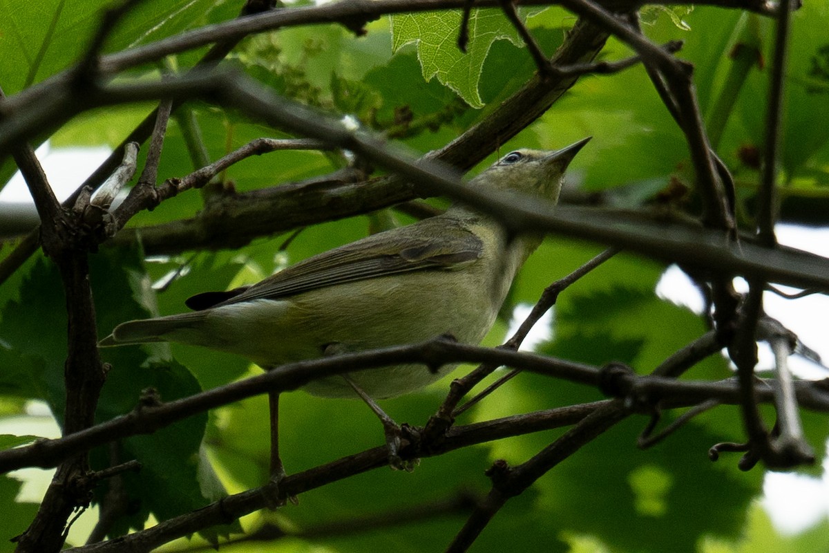 Tennessee Warbler - ML619147422