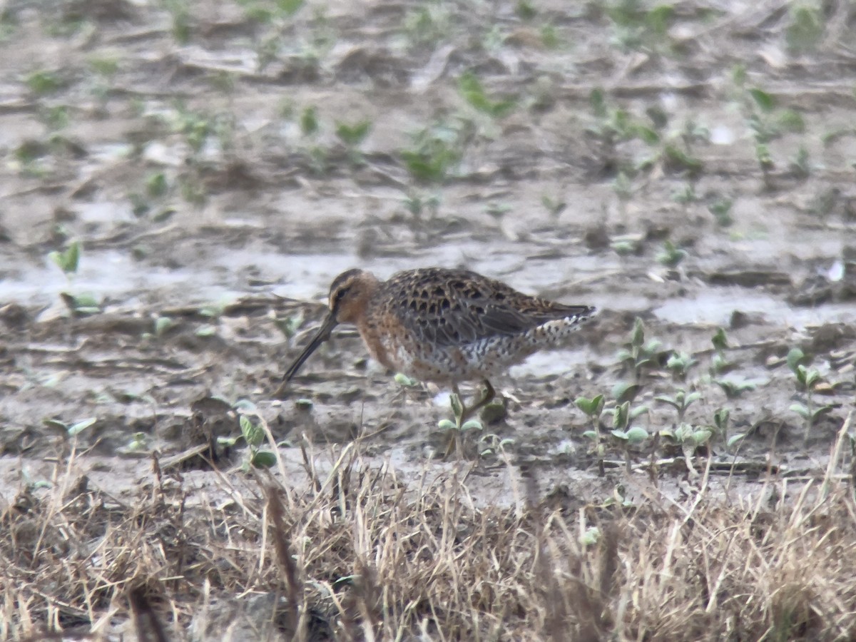 Short-billed Dowitcher - John Kuenzli