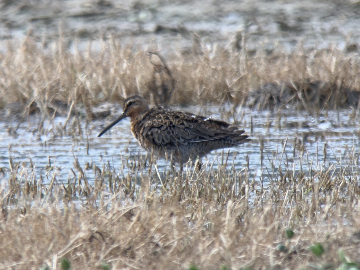 Short-billed Dowitcher - John Kuenzli