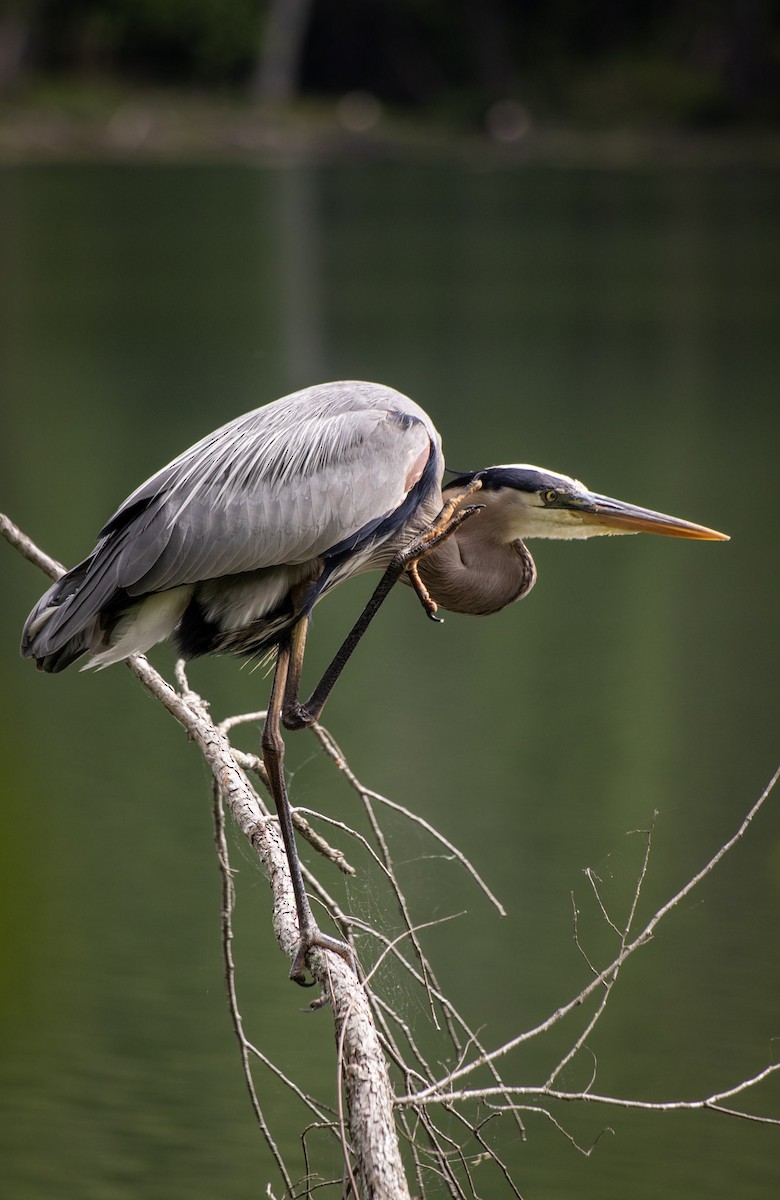 Great Blue Heron - ML619147468