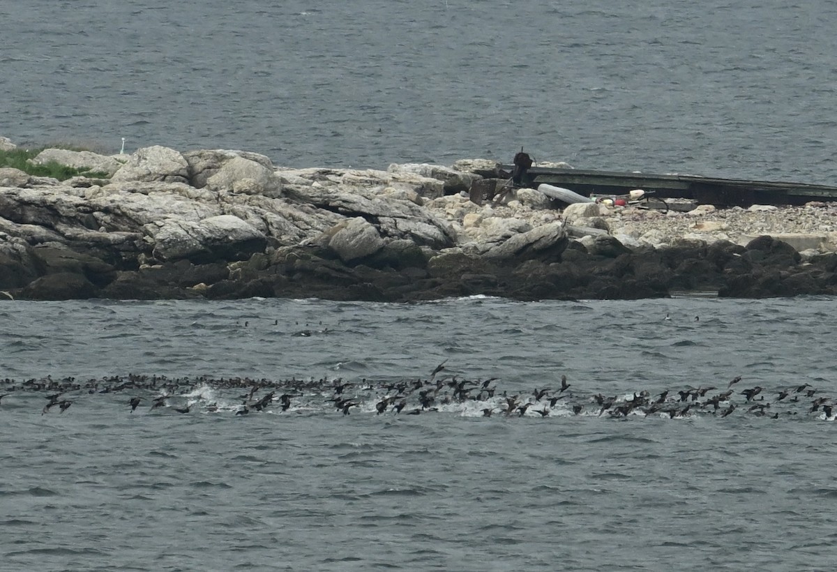 White-winged Scoter - Jason Soukup