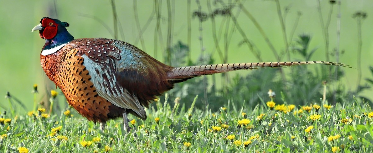 Ring-necked Pheasant - ML619147481