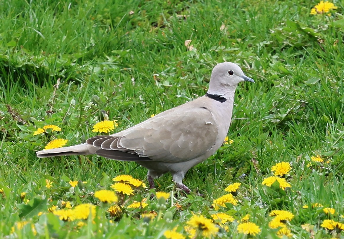 Eurasian Collared-Dove - Helga Knote