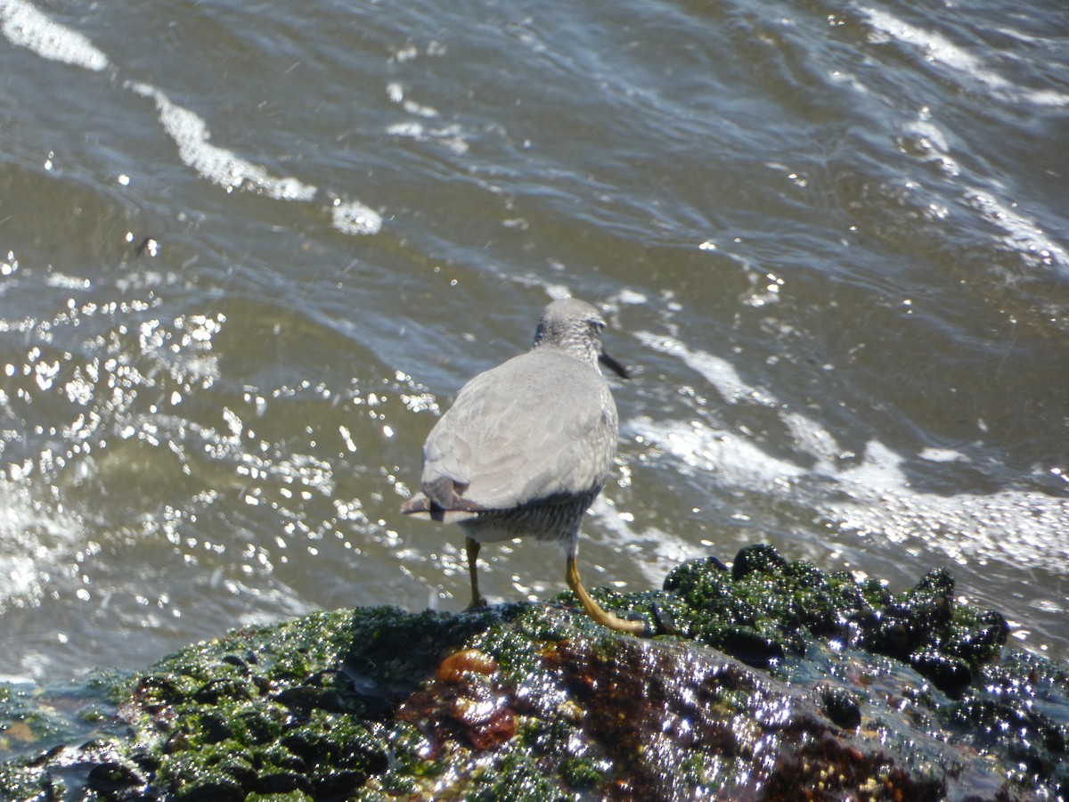 Wandering Tattler - ML619147504