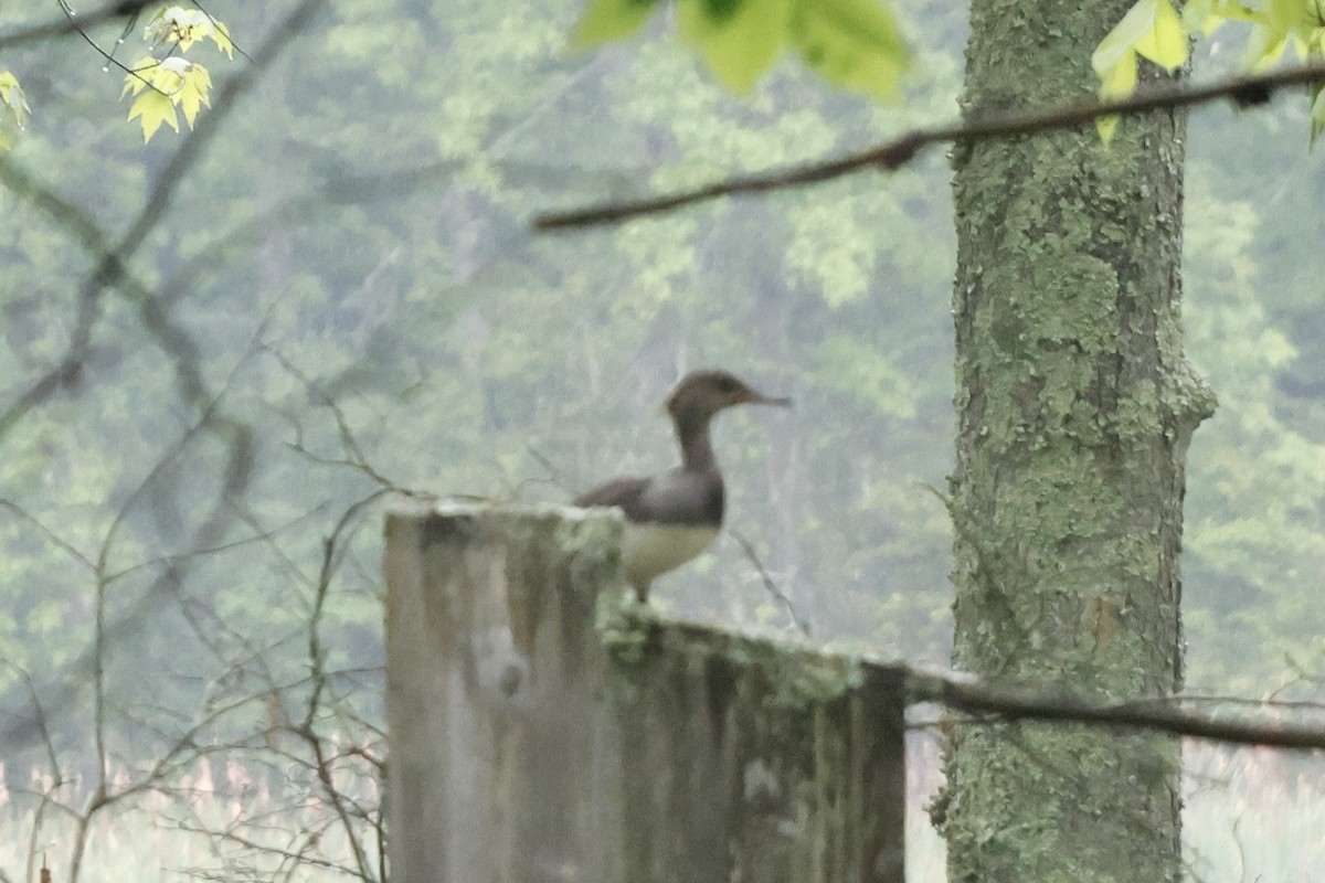 Hooded Merganser - ML619147512