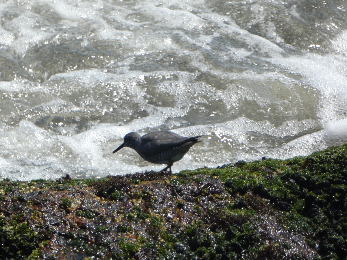 Wandering Tattler - ML619147530