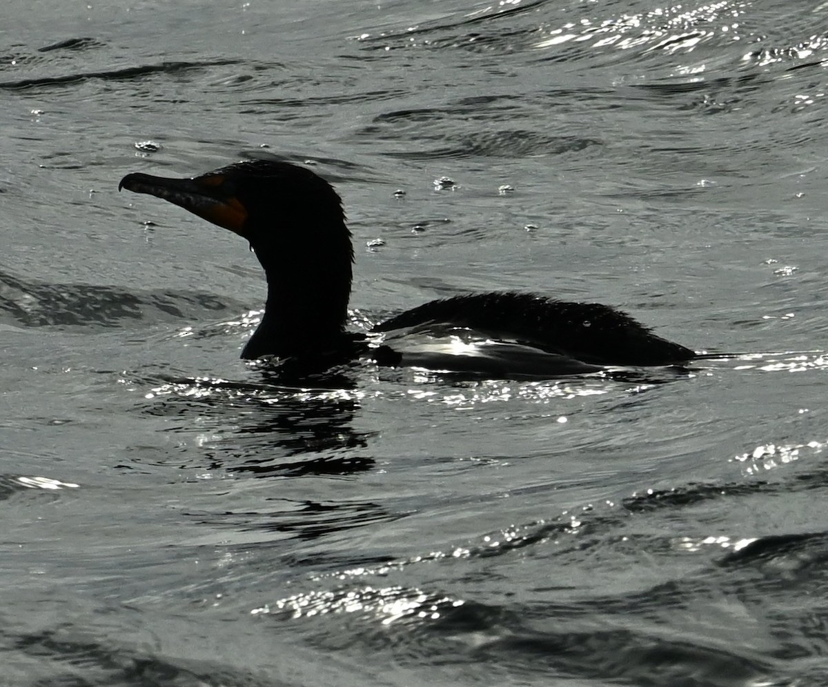 Double-crested Cormorant - Jason Soukup