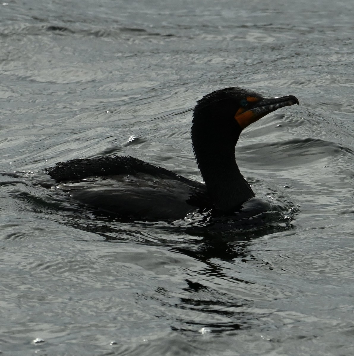 Double-crested Cormorant - Jason Soukup