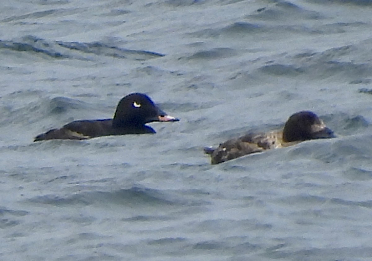 White-winged Scoter - Jason Soukup