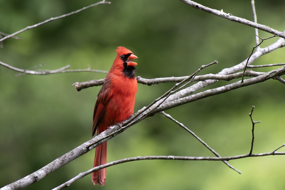 Northern Cardinal - Ryan Webster