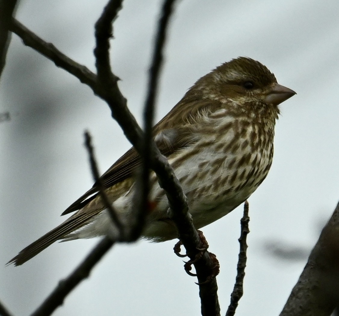 Purple Finch - Jason Soukup