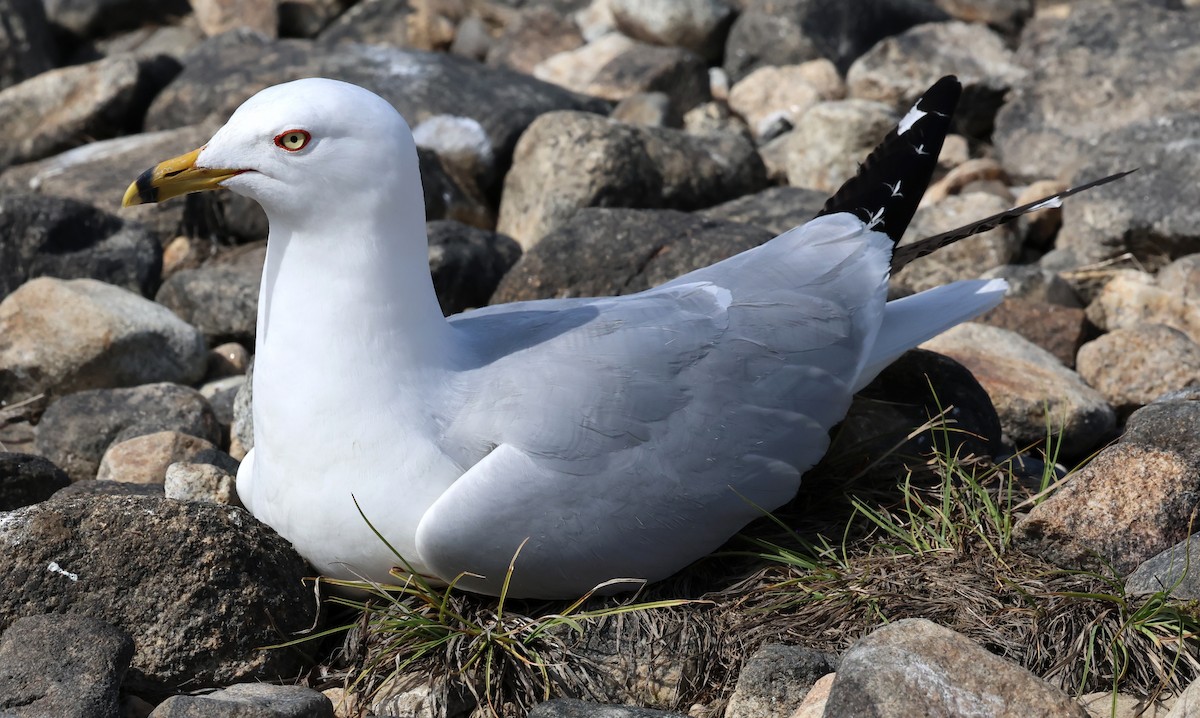 Ring-billed Gull - ML619147585