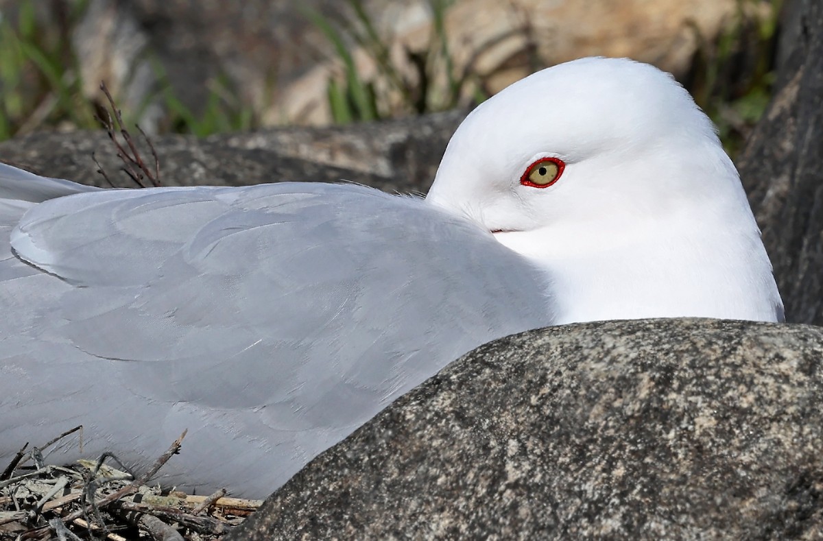 Ring-billed Gull - ML619147591