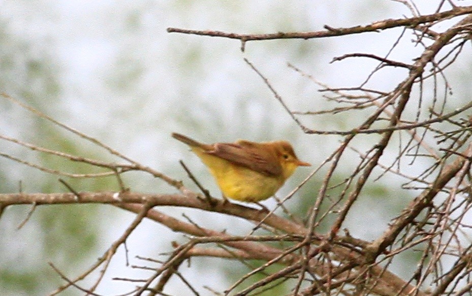 Melodious Warbler - Carlos Figueiredo