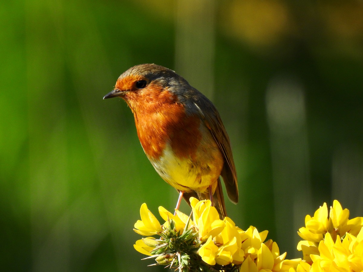 European Robin - Euan Aitken