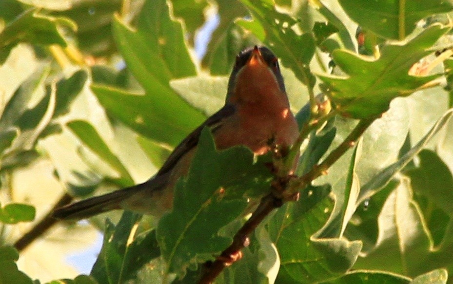 Western Subalpine Warbler - Carlos Figueiredo