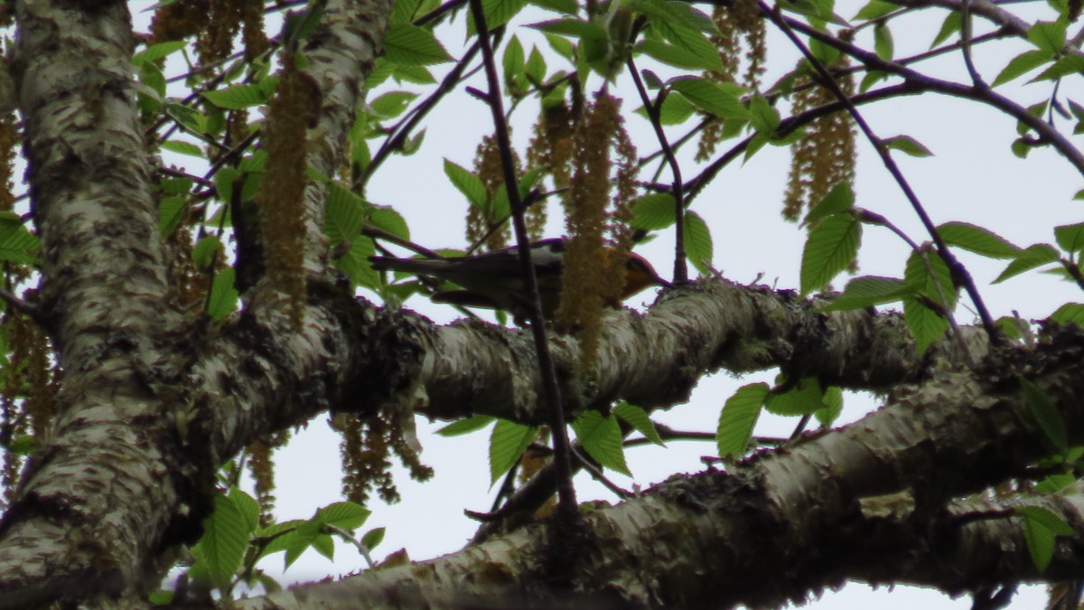 Blackburnian Warbler - ML619147644